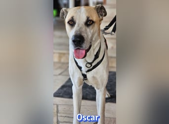 VERMITTLUNGSHILFE Oscar, 12/20 - soll zurückgeschickt werden!