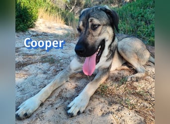 Cooper, 02/25 - sanfter Riese sucht ab September ein Zuhause