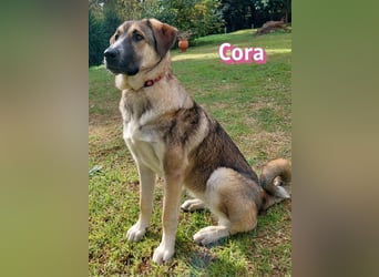 Cora - aktiv, freundlich und neugierig