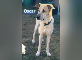 VERMITTLUNGSHILFE Oscar, 12/20 - sucht erfahrene Hände