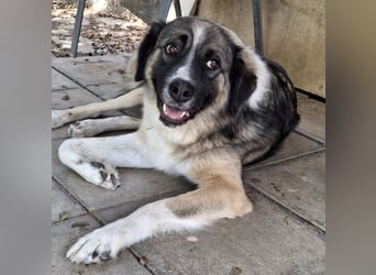 Darla- sucht ein Zuhause/Pflegestelle