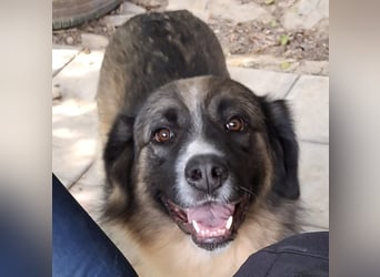 Darla- sucht ein Zuhause/Pflegestelle