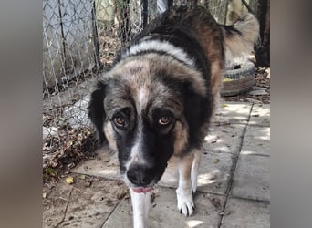 Darla- sucht ein Zuhause/Pflegestelle