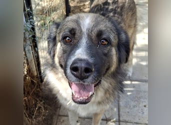 Darla- sucht ein Zuhause/Pflegestelle