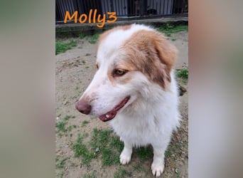 Molly3 geb. 05/2022 (GRC) - neugierige, aufgeschlossene und verschmuste hübsche Hündin!