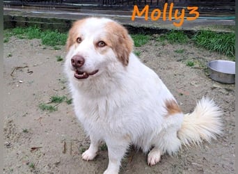 Molly3 geb. 05/2022 (GRC) - neugierige, aufgeschlossene und verschmuste hübsche Hündin!