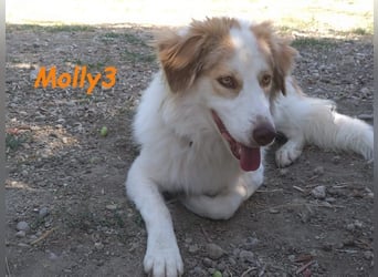 Molly3 geb. 05/2022 (GRC) - neugierige, aufgeschlossene und verschmuste hübsche Hündin!