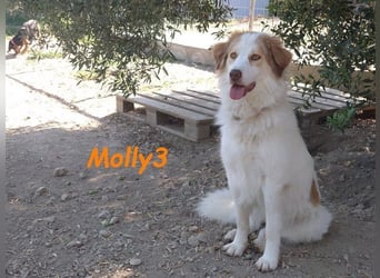 Molly3 geb. 05/2022 (GRC) - neugierige, aufgeschlossene und verschmuste hübsche Hündin!