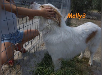 Molly3 geb. 05/2022 (GRC) - neugierige, aufgeschlossene und verschmuste hübsche Hündin!