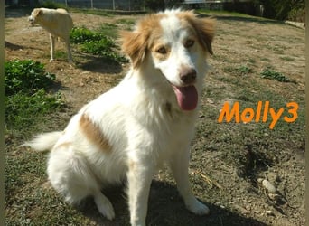 Molly3 geb. 05/2022 (GRC) - neugierige, aufgeschlossene und verschmuste hübsche Hündin!