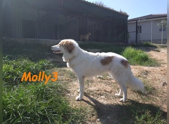 Molly3 geb. 05/2022 (GRC) - neugierige, aufgeschlossene und verschmuste hübsche Hündin!