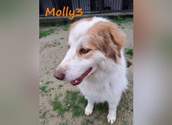 Molly3 geb. 05/2022 (GRC) - neugierige, aufgeschlossene und verschmuste hübsche Hündin!