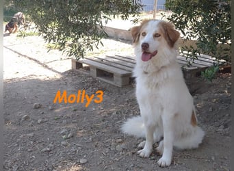 Molly3 geb. 05/2022 (GRC) - neugierige, aufgeschlossene und verschmuste hübsche Hündin!