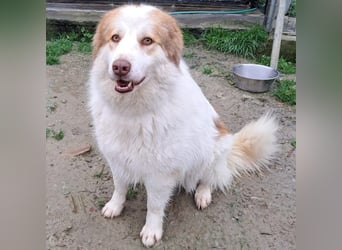 Molly3 geb. 05/2022 (GRC) - neugierige, aufgeschlossene und verschmuste hübsche Hündin!