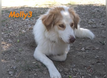Molly3 geb. 05/2022 (GRC) - neugierige, aufgeschlossene und verschmuste hübsche Hündin!