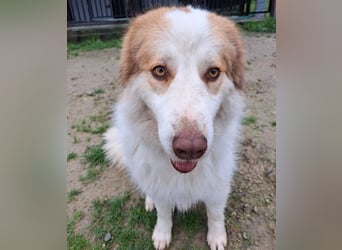 Molly3 geb. 05/2022 (GRC) - neugierige, aufgeschlossene und verschmuste hübsche Hündin!