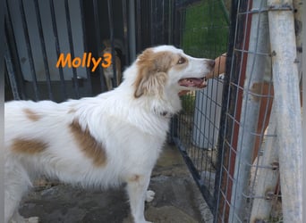 Molly3 geb. 05/2022 (GRC) - neugierige, aufgeschlossene und verschmuste hübsche Hündin!