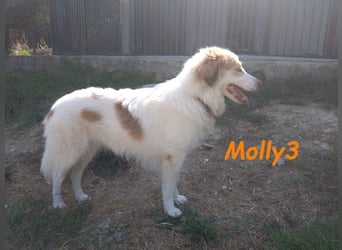 Molly3 geb. 05/2022 (GRC) - neugierige, aufgeschlossene und verschmuste hübsche Hündin!