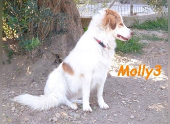Molly3 geb. 05/2022 (GRC) - neugierige, aufgeschlossene und verschmuste hübsche Hündin!