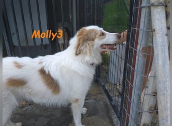 Molly3 geb. 05/2022 (GRC) - neugierige, aufgeschlossene und verschmuste hübsche Hündin!