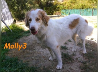 Molly3 geb. 05/2022 (GRC) - neugierige, aufgeschlossene und verschmuste hübsche Hündin!