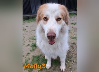 Molly3 geb. 05/2022 (GRC) - neugierige, aufgeschlossene und verschmuste hübsche Hündin!