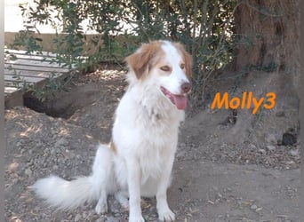 Molly3 geb. 05/2022 (GRC) - neugierige, aufgeschlossene und verschmuste hübsche Hündin!