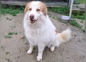 Molly3 geb. 05/2022 (GRC) - neugierige, aufgeschlossene und verschmuste hübsche Hündin!