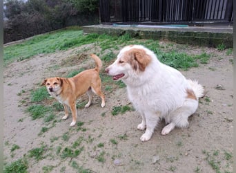 Molly3 geb. 05/2022 (GRC) - neugierige, aufgeschlossene und verschmuste hübsche Hündin!