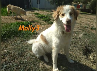 Molly3 geb. 05/2022 (GRC) - neugierige, aufgeschlossene und verschmuste hübsche Hündin!
