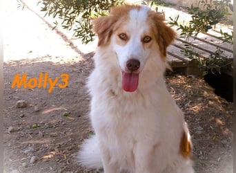 Molly3 geb. 05/2022 (GRC) - neugierige, aufgeschlossene und verschmuste hübsche Hündin!