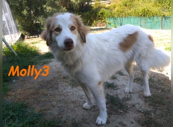 Molly3 geb. 05/2022 (GRC) - neugierige, aufgeschlossene und verschmuste hübsche Hündin!