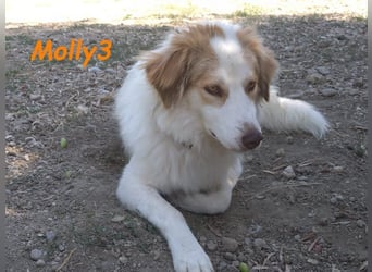 Molly3 geb. 05/2022 (GRC) - neugierige, aufgeschlossene und verschmuste hübsche Hündin!