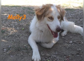 Molly3 geb. 05/2022 (GRC) - neugierige, aufgeschlossene und verschmuste hübsche Hündin!