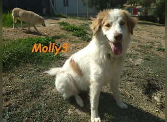 Molly3 geb. 05/2022 (GRC) - neugierige, aufgeschlossene und verschmuste hübsche Hündin!