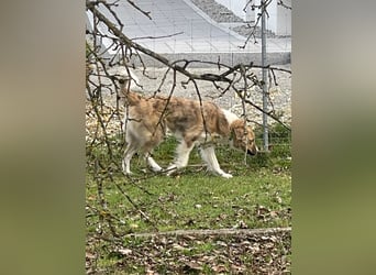 Mali, Notfallhündin sucht erfahrene Menschen mit Herz und Verstand
