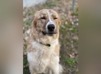 Mali, Notfallhündin sucht erfahrene Menschen mit Herz und Verstand