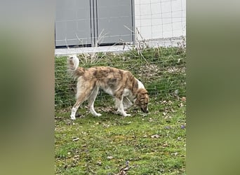 Mali, Notfallhündin sucht erfahrene Menschen mit Herz und Verstand