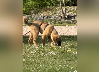 Xaver, lieber, sehr sozialer, katzenverträglicher Junghund