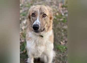 Mali, Notfallhündin sucht erfahrene Menschen mit Herz und Verstand