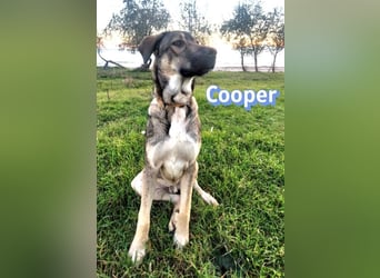 Cooper - gemütlich, freundlich und neugierig