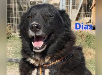 Dias, 10/19 – ruhiger, lieber Schmuser sucht sein Kuschelkörbchen