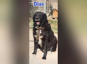 Dias, 10/19 – ruhiger, lieber Schmuser sucht sein Kuschelkörbchen