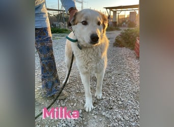 Milka - anhänglich und verspielt