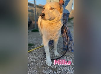 Milka - anhänglich und verspielt