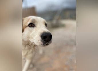 Milka - anhänglich und verspielt