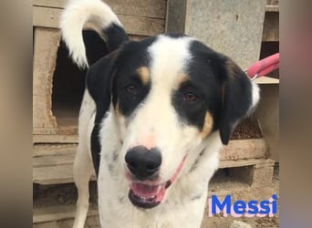 Messi, 01/23 - sportlicher Kumpel sucht seine Menschen