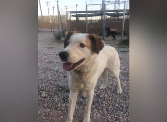 Milka - anhänglich und verspielt