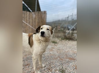 Milka - anhänglich und verspielt