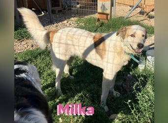 Milka - anhänglich und verspielt